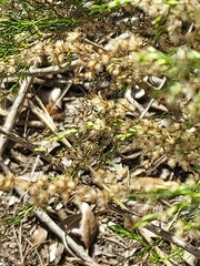 Eupatorium capillifolium