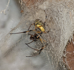 Nephilingis cruentata