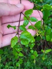 Croton betulinus