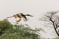 Ephippiorhynchus asiaticus