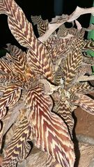 Cryptanthus