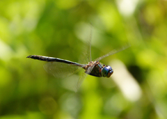 Hemicordulia continentalis