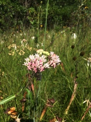 Asclepias rubra