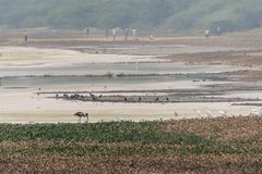 Ephippiorhynchus asiaticus