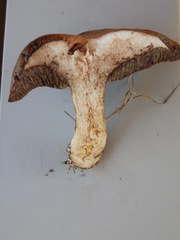 Suillus elbensis