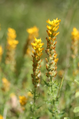Genista tournefortii