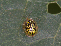 Cteisella confusa