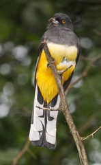 Trogon citreolus