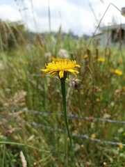 Hypochaeris radicata