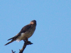 Falco sparverius