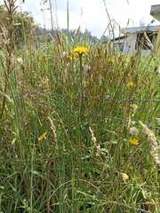 Hypochaeris radicata