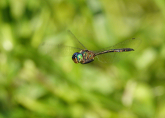 Hemicordulia continentalis