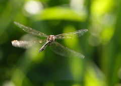 Hemicordulia continentalis