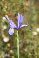 Iris xiphium