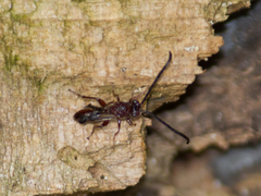 Liopteridae