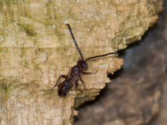 Liopteridae