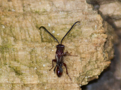 Liopteridae