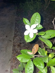 Wrightia antidysenterica