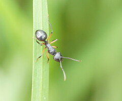 Polyrhachis femorata