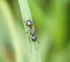 Polyrhachis femorata