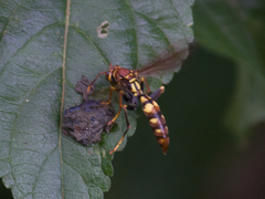 Polistes versicolor