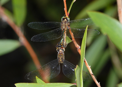 Hemicordulia continentalis
