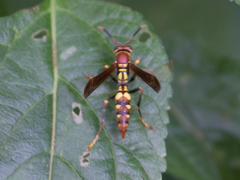 Polistes versicolor