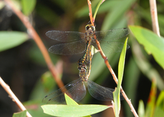 Hemicordulia continentalis