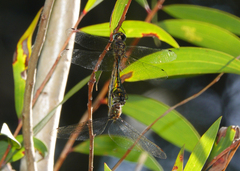 Hemicordulia continentalis