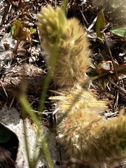 Ptilotus spathulatus