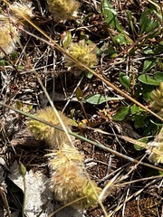 Ptilotus spathulatus