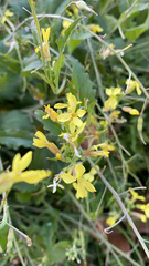 Raphanus raphanistrum