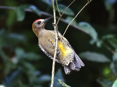 Melanerpes hoffmannii