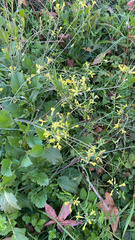 Raphanus raphanistrum