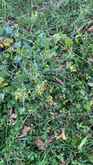 Raphanus raphanistrum