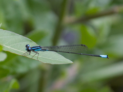 Acanthagrion