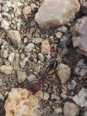 Novomessor albisetosus