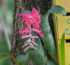 Billbergia euphemiae