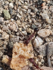 Novomessor albisetosus