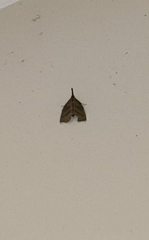 Ramphidium pselaphialis