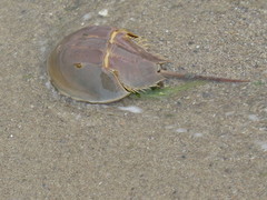 Limulus polyphemus