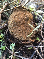 Pisolithus arenarius