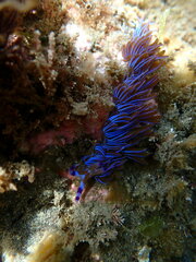 Pteraeolidia ianthina
