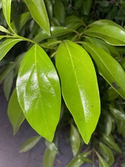 Citharexylum spinosum