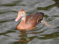 Dendrocygna autumnalis
