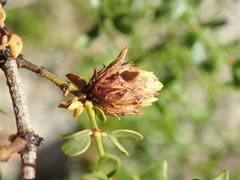 Asphondylia rosetta