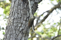 Xiphorhynchus flavigaster