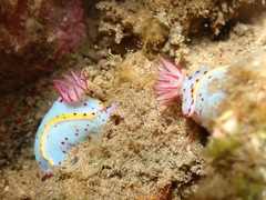 Hypselodoris bennetti