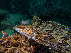 Heterostichus rostratus