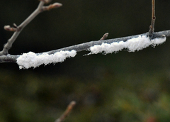 Prociphilus tessellatus